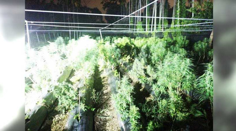 cannabis plantation in Nantou County
